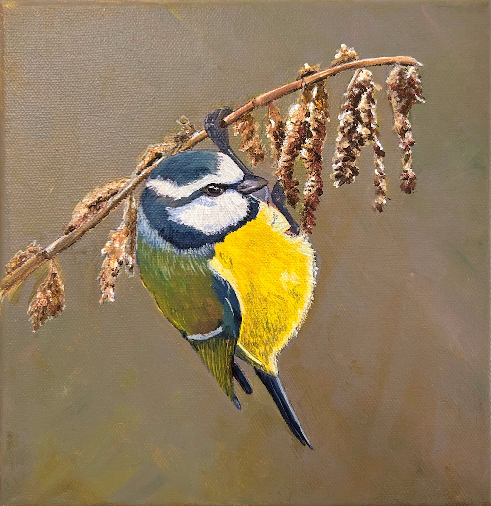 Blue tit hanging jauntily from the stem of a tall grass covered in delicious seeds. Acrylic painting by Paula Jobson sized 20 x 20 cm art for sale