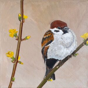 Sparrow on beaautiful bright yellow flowering Forsythia branch is springtime joy acrylic painting on canvas by Paula Jobson - size 20 x 20 cm art for sale